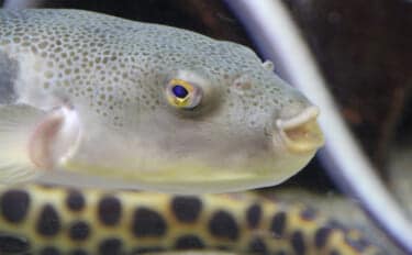 知床でフグを地産地消する動き 今までは「厄介な未利用魚」だった?