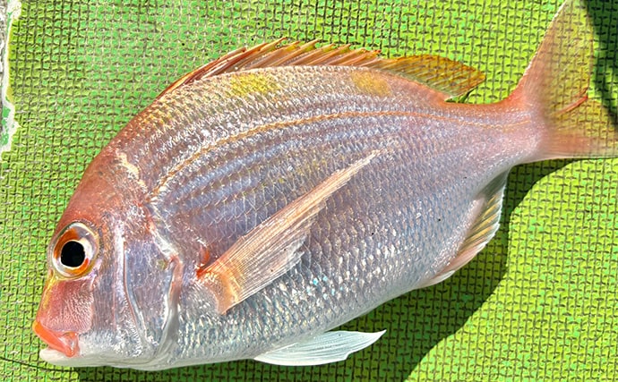 乗船者15名全員がアマダイをキャッチ！【ちがさき丸】相模湾アマダイ釣りが活況