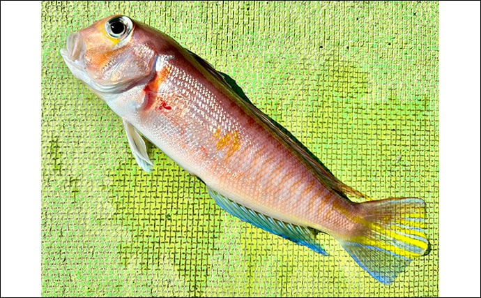 乗船者15名全員がアマダイをキャッチ！【ちがさき丸】相模湾アマダイ釣りが活況