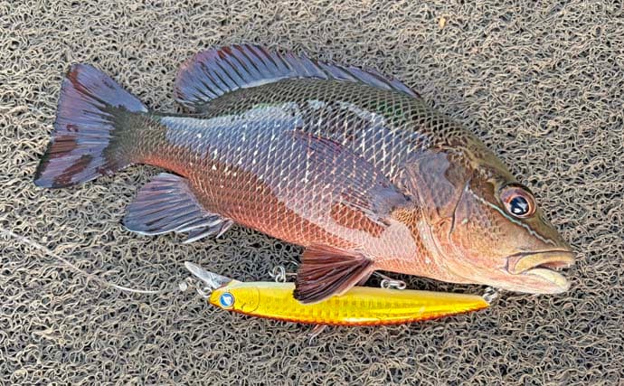 ゴールドのバラマンディをスリランカで釣る！ ビッグヒット到来で死闘がスタート