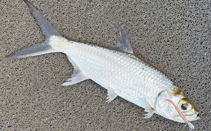 ゴールドのバラマンディをスリランカで釣る！ ビッグヒット到来で死闘がスタート