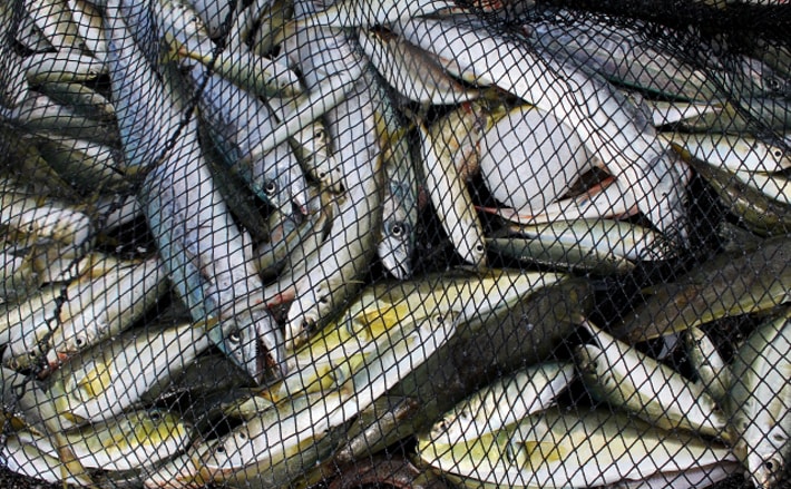 「魚の生臭さ」の基準は国によって様々 原因となる物質自体が異なる?