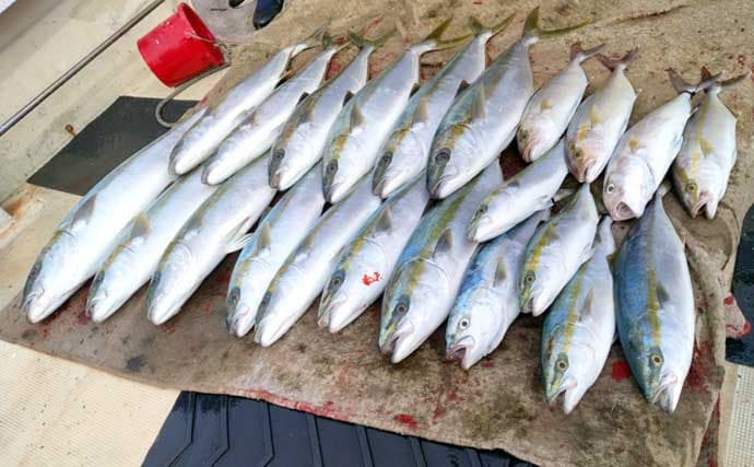 【沖釣り釣果速報】平戸沖の落とし込み釣りでヒラマサがズラリ！7kg頭に連発劇（長崎・佐賀）