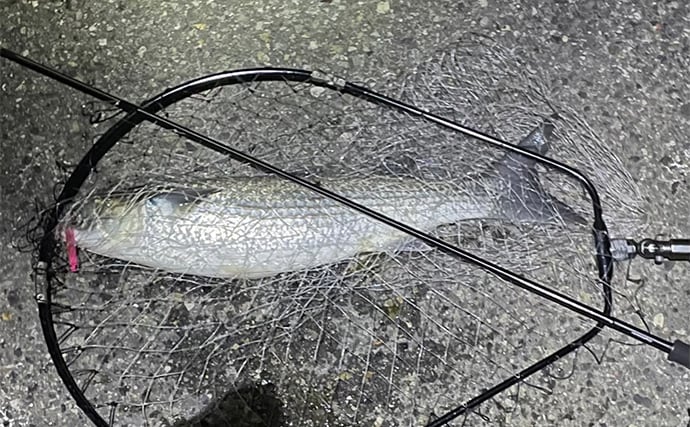 ボラがジャンプしていたら本命は釣れない？　周囲のフィッシュイーター有無のヒントに