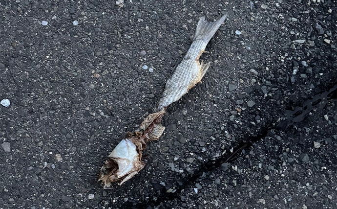 ボラがジャンプしていたら本命は釣れない？　周囲のフィッシュイーター有無のヒントに