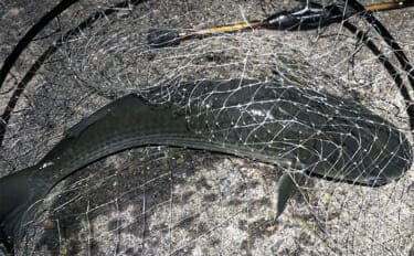 ボラがジャンプしていたら本命は釣れない？　周囲のフィッシュイーター有無のヒントに