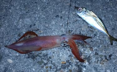 堤防アジングで釣ったアジを泳がせたらヤリイカが連発！【和歌山】