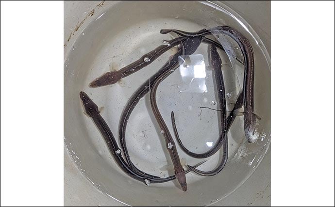 妻と挑んだ夜のアナゴ釣りで8匹キャッチ【愛知・大野海岸】深場狙いで厳しい潮を攻略