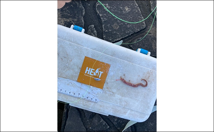 「正月の甘露煮用の魚を釣る！」ちょい投げ釣りで14cm頭に良型ハゼを手中【三重】