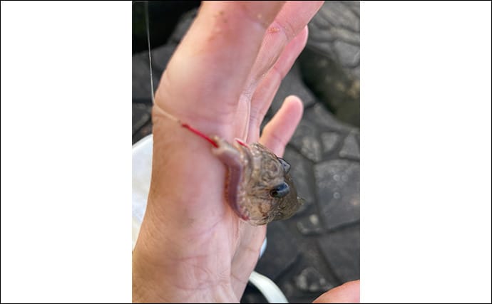「正月の甘露煮用の魚を釣る！」ちょい投げ釣りで14cm頭に良型ハゼを手中【三重】