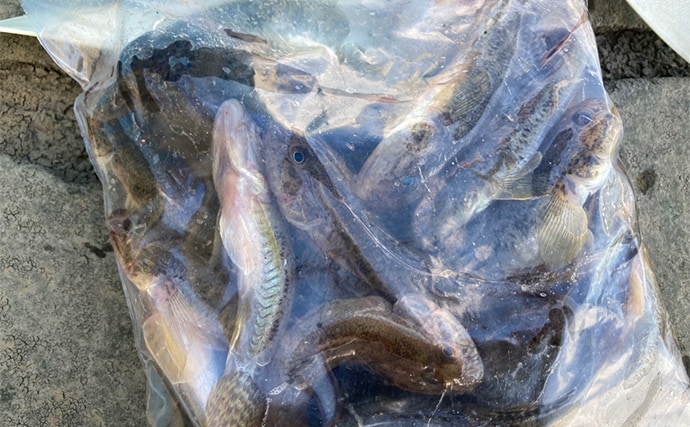 「正月の甘露煮用の魚を釣る！」ちょい投げ釣りで14cm頭に良型ハゼを手中【三重】