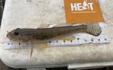 「正月の甘露煮用の魚を釣る！」ちょい投げ釣りで14cm頭に良型ハゼを手中【三重】