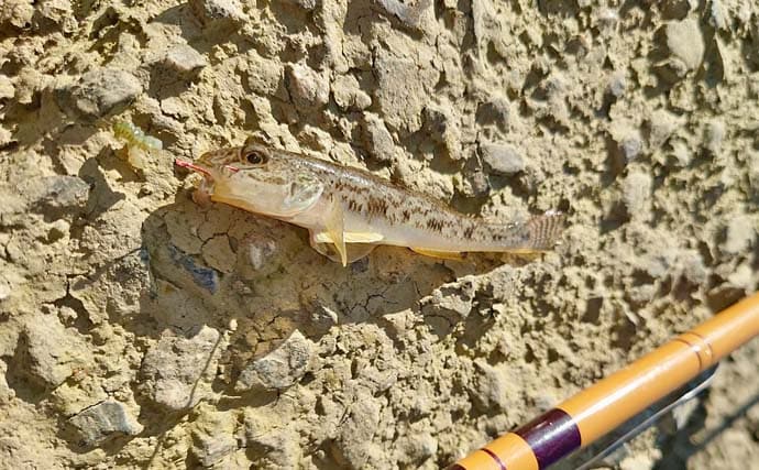 木曽川のハゼ釣りで44匹キャッチ【愛知】ウキ釣りとチョイ投げの二刀流で釣果を伸ばす