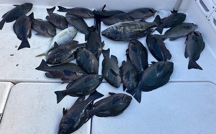 ボートでのフカセ釣りで寒グレ爆釣！【三河湾】ルアーロッドで入れ食いを堪能