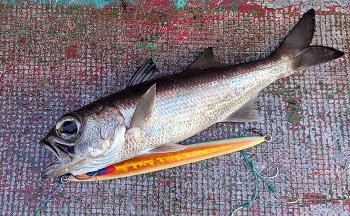 中深海ジギングで良型ムツを連打！【和歌山】低水温のうちはタフな状況が継続か