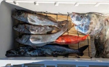 中深海ジギングで良型ムツを連打！【和歌山】低水温のうちはタフな状況が継続か