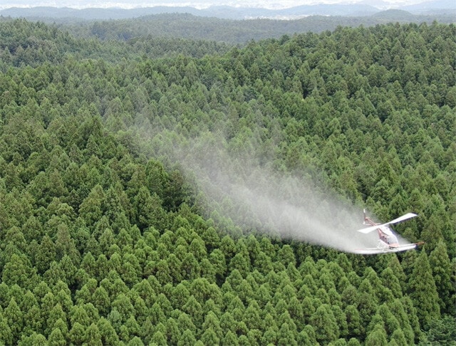 スギの雄花（花粉飛散の発生源）のみを選択的に枯死させることができる花粉飛散防止剤「パルカット」を、上空からヘリコプターでスギ林に散布する実証実験の様子（写真提供／東京農業大学・小塩海平教授）