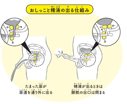 おしっこと精液の出る仕組み【12歳までに知っておきたい男の子のためのおうちでできる性教育】