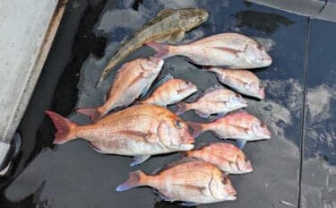 寒波後のタイラバ釣行で50cm級マダイ浮上【三重・鳥羽】カラー＆ウエイト変更が鍵