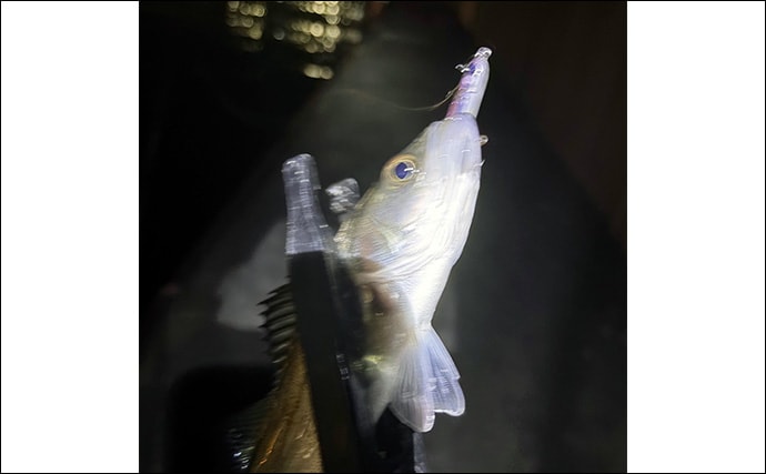 波止メバリングで想定外のメジナ登場【大阪】フローティングのプラグにヒット