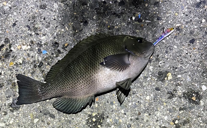 波止メバリングで想定外のメジナ登場【大阪】フローティングのプラグにヒット