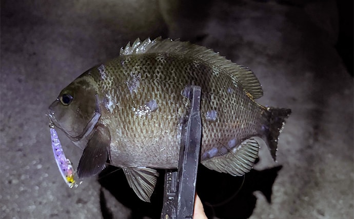 波止メバリングで想定外のメジナ登場【大阪】フローティングのプラグにヒット