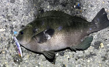 波止メバリングで想定外のメジナ登場【大阪】フローティングのプラグにヒット