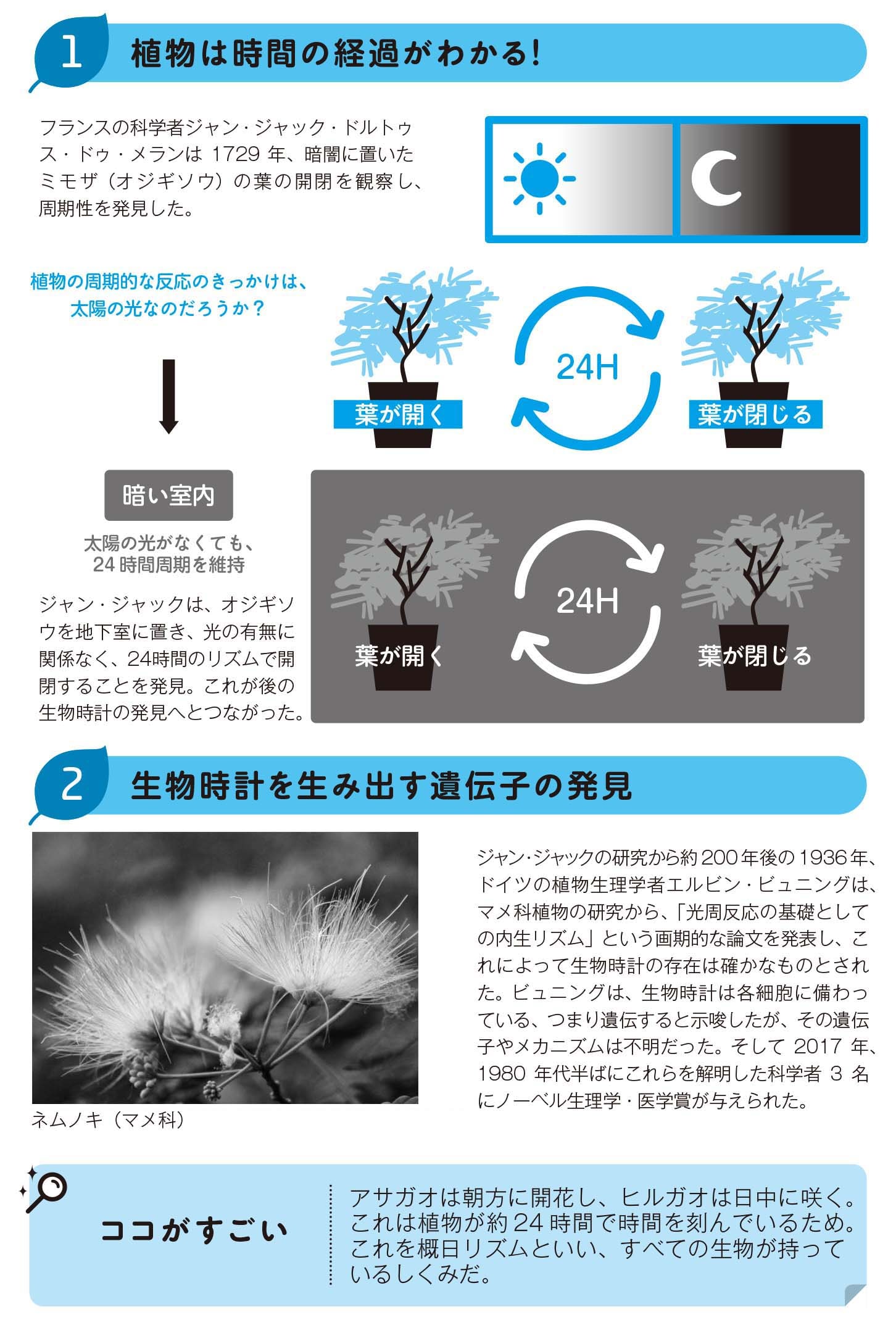 植物は時間の経過がわかる！