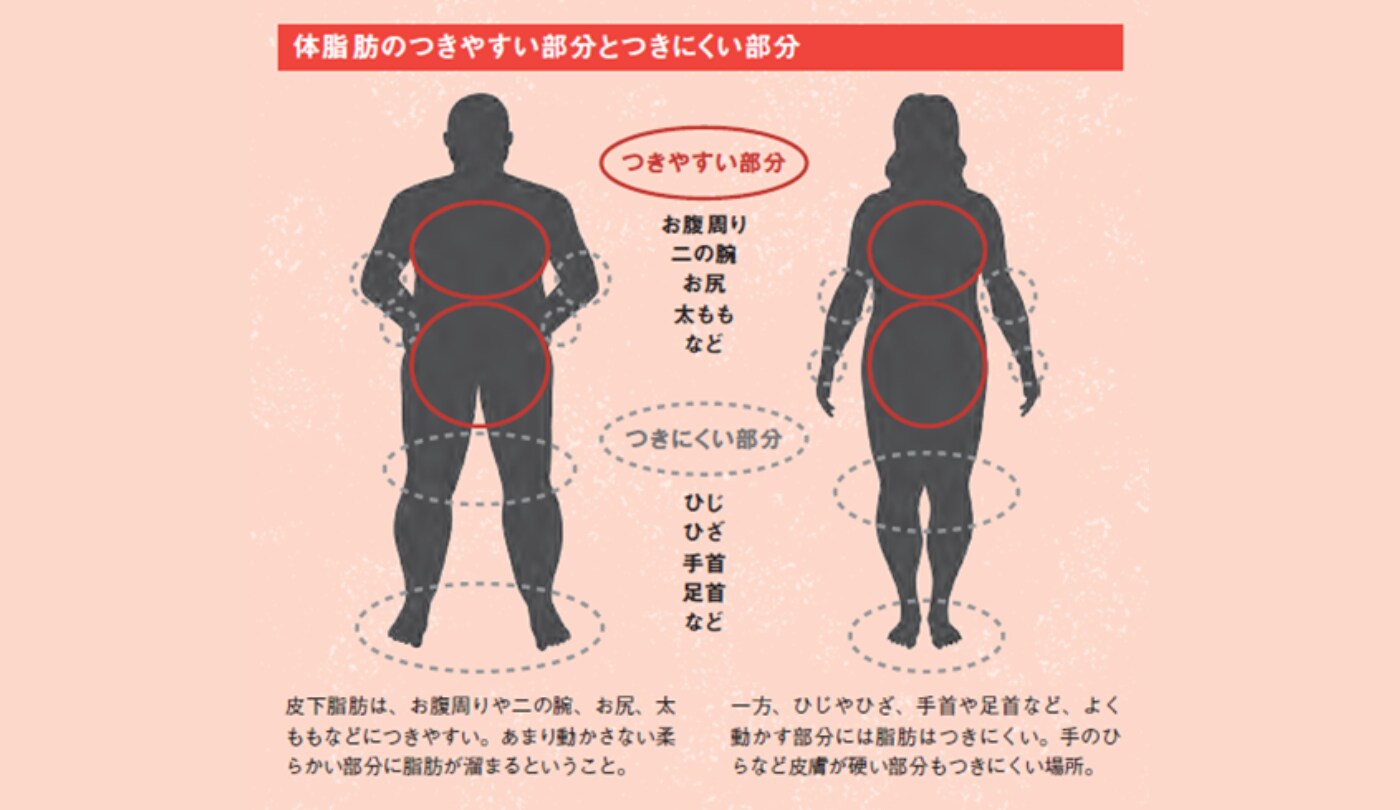 体脂肪のつきやすい部分とつきにくい部分『眠れなくなるほど面白い 体脂肪の話』