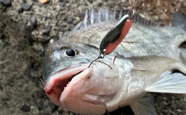 浜名湖ルアーフィッシングで37cmキビレをキャッチ！ ダイソースプーンただ巻きにヒット