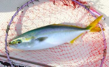 シーズン最後のジギング釣行でハマチをキャッチ！【明石沖】今シーズンは苦戦続き