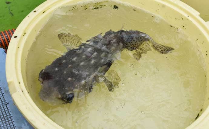 伊良湖沖のカットウ釣りで良型ヒガンフグ＆カワハギ続々【愛知】船宿の身欠き処理で持ち帰りも安心