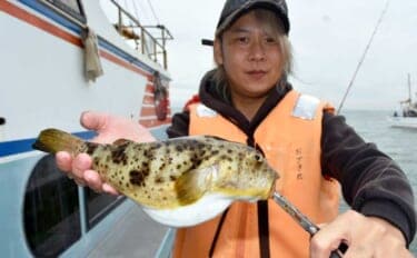 伊良湖沖のカットウ釣りで良型ヒガンフグ＆カワハギ続々【愛知】船宿の身欠き処理で持ち帰りも安心