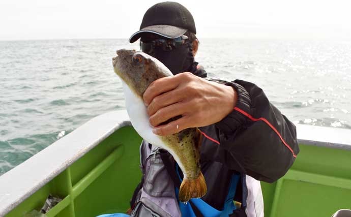 伊良湖沖のカットウ釣りで良型ヒガンフグ＆カワハギ続々【愛知】船宿の身欠き処理で持ち帰りも安心