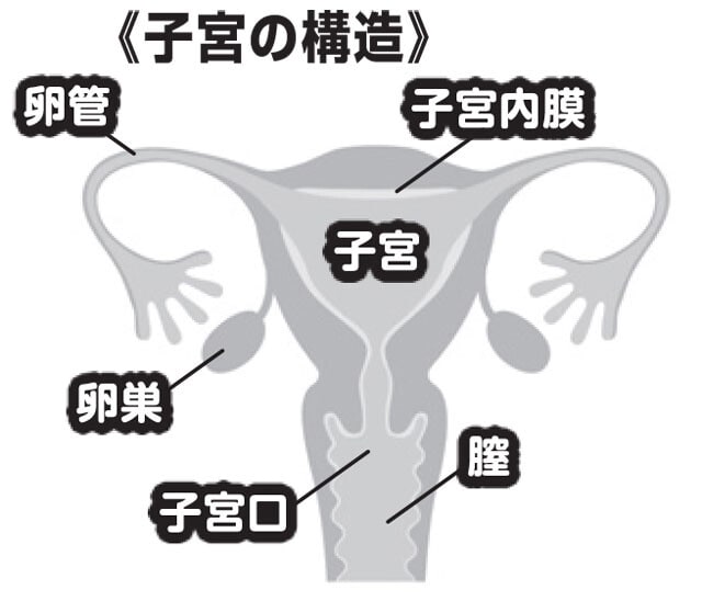 数㎜だった子宮内膜は妊娠の準備のために1㎝ほどに厚くなる。卵巣から出た卵子は精子と出会うために卵管に入る。しかし、妊娠が確認されなかった場合は子宮内膜が剥がれて膣から血液と共に排出され、新しい層の子宮内膜が厚くなる。これが生理のメカニズム