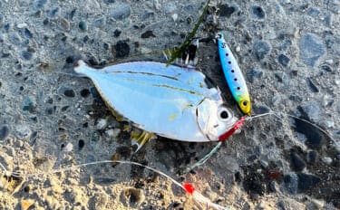 寒波到来＆暴風の浜名湖でダイソージグサビキを投げてみた　ヒイラギ入れ掛かりの謎