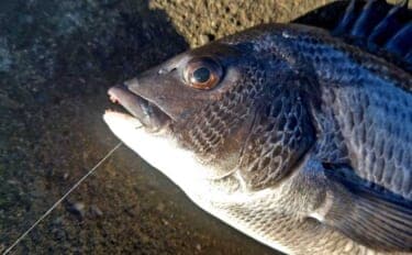 磯フカセ釣りで35cm頭にクロダイ10尾手中【千葉・富浦】好潮流とエサ取りの少なさが追い風