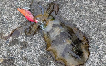 爆風の日本海エギングでアオリイカ5杯【福井】底ベタ徹底攻略で繊細アタリを拾う