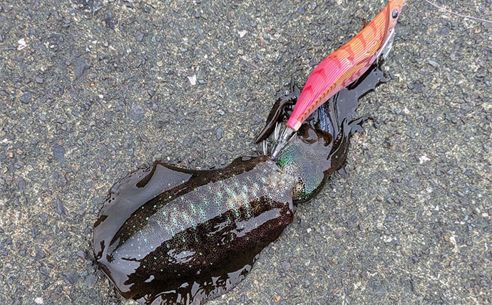 爆風の日本海エギングでアオリイカ5杯【福井】底ベタ徹底攻略で繊細アタリを拾う