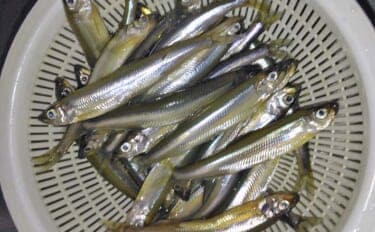伊自良湖での桟橋ワカサギ釣りで良型中心にポツポツ【岐阜】朝マヅメにアタリ集中
