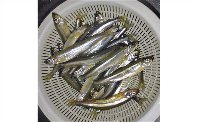 伊自良湖での桟橋ワカサギ釣りで良型中心にポツポツ【岐阜】朝マヅメにアタリ集中
