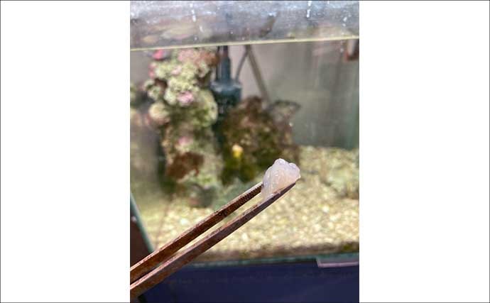 水槽飼育の最大の難関は「最初の1週間」！　注意すべき6つのポイントを解説