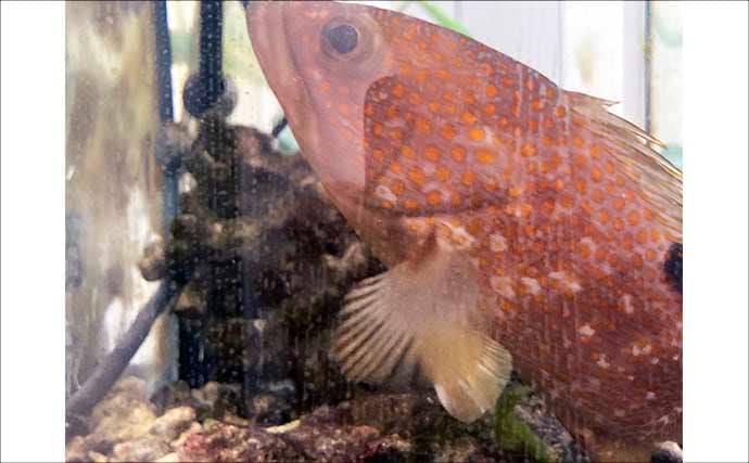 水槽飼育の最大の難関は「最初の1週間」！　注意すべき6つのポイントを解説