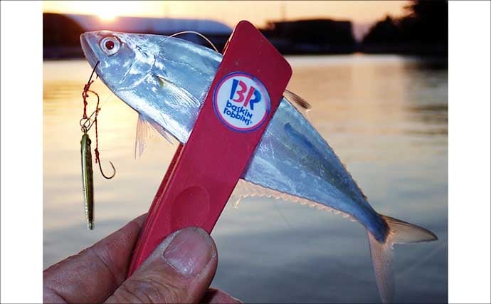 温排水エリアのライトゲームでイケカツオ連発【三重県・四日市港】トップとメタルの使い分けが奏功