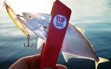 温排水エリアのライトゲームでイケカツオ連発【三重県・四日市港】トップとメタルの使い分けが奏功