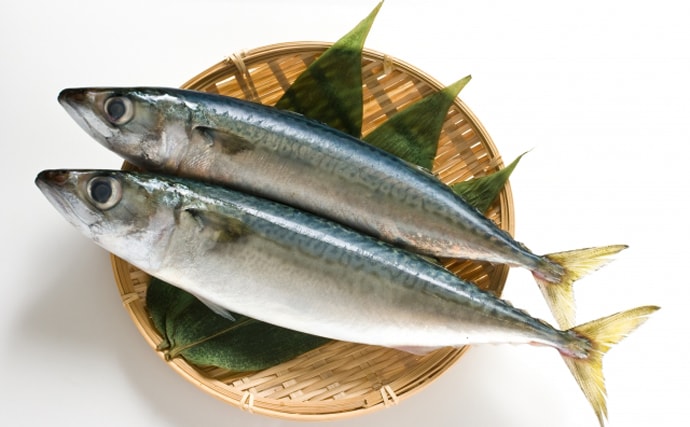 アニサキス中毒は「鮮度の問題」ではなかった　「P型」は安全で「S型」が危ない？