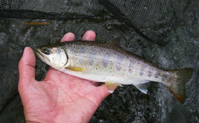 三重・櫛田川上流の渓流釣り解禁　おすすめポイントと注意エリアを解説