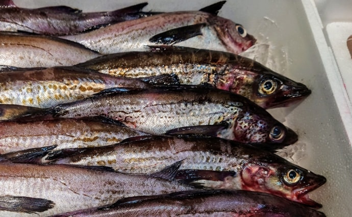 冬の食卓を支える「タラ」の価格はロシアの気分次第　安価な大衆魚は過去の話？