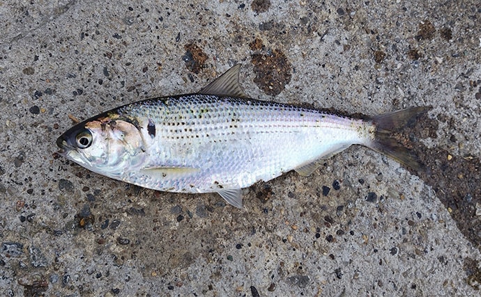 「条件が良すぎて苦戦？」村田川シーバス釣行で50cm級本命をキャッチ【千葉】