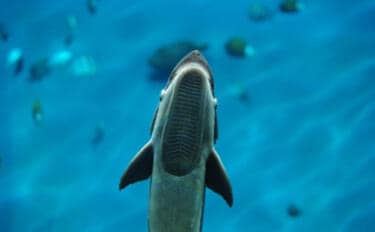 コバンザメの吸着力を利用して大型魚介を獲る　謎多き「コバンザメ漁」とは？